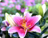 Image 2 of Pink Tiger Lily
