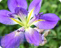 Image 2 of Joyful Japanese Iris