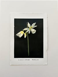 Image 1 of Narcissus Thalia