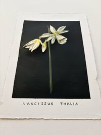 Image 2 of Narcissus Thalia