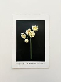 Image 1 of Narcissus Sir Winston Churchill