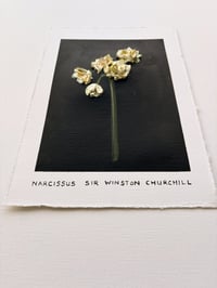 Image 3 of Narcissus Sir Winston Churchill