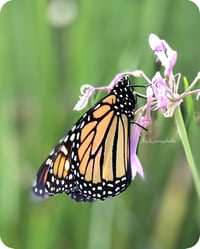 Image 2 of Monarch Butterfly