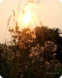 Image 2 of Thistle Seed