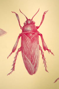 Image of Five Insects