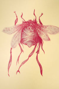 Image of Five Insects