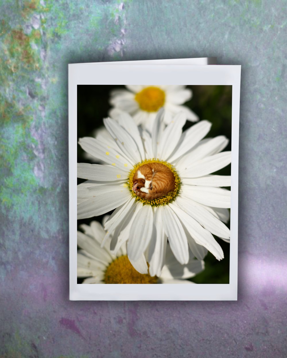 Image of Cat Nap in a Flower Bed Greeting Card