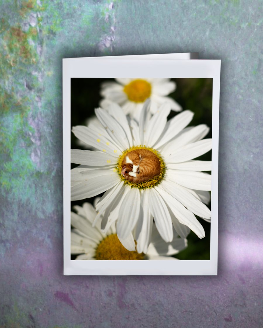 Image of Cat Nap in a Flower Bed Greeting Card