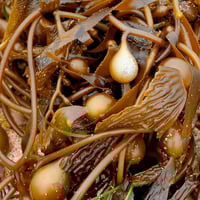 Image 2 of Seacliff - Beachwood/Moss Soy Wax Candle