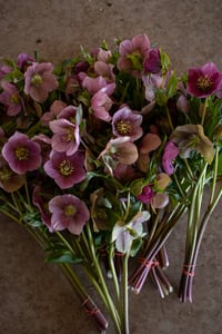 Image 1 of Floral FUNdamentals Workshop :: HELLO HELLEBORES & EARLY SPRING BULBS