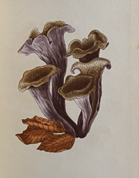 Image 3 of Edible Fungi vintage King Penguin book