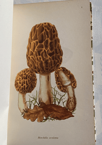 Image 4 of Edible Fungi vintage King Penguin book