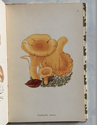 Image 5 of Edible Fungi vintage King Penguin book
