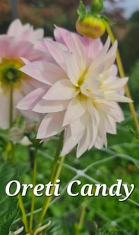 Image 2 of Oreti Candy