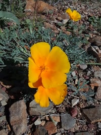 Image 2 of Sassafras + Wildflower Joy tonic