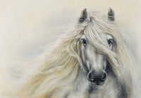 The Highland Pony