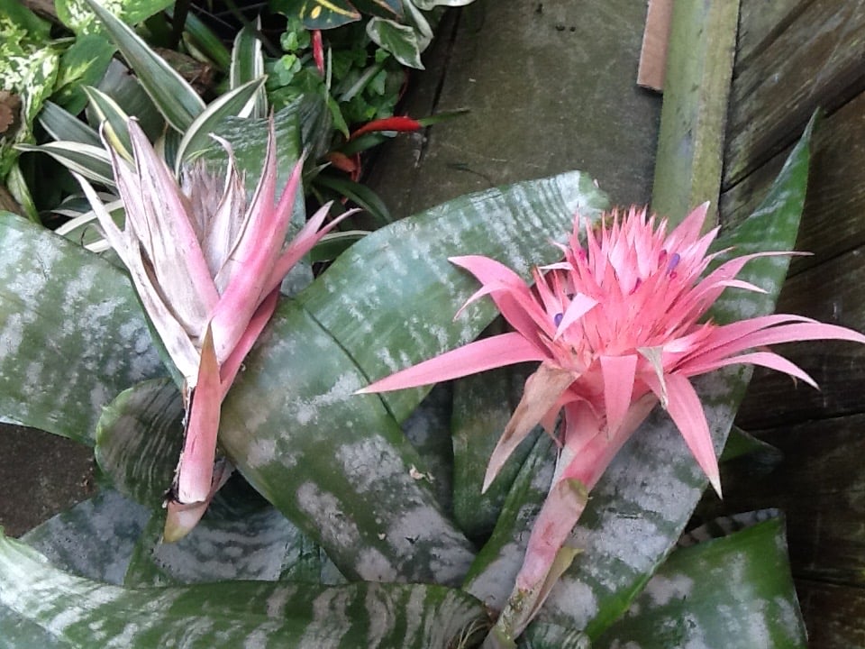 Image of Mixed bromeliads collection
