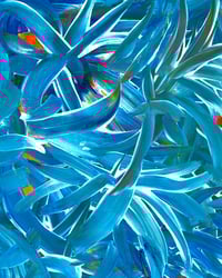 Blue Tropics
