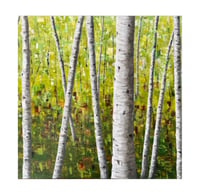 Image 1 of 'Bracken Woods' Greetings Card