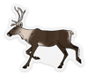 Vinyl Sticker // Alaska Wildlife - Caribou