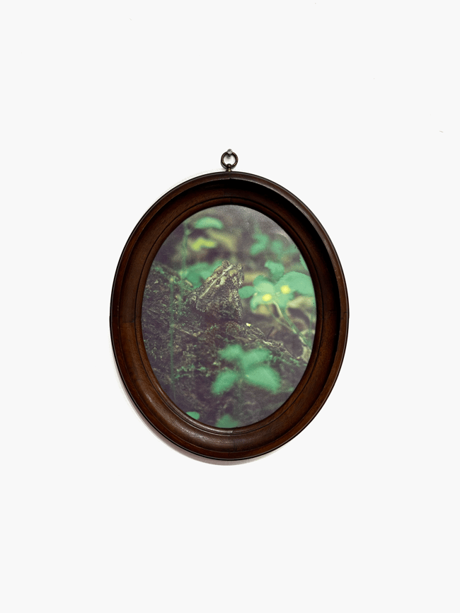 All Toads Are Frogs But Not All Toads Are Frogs - Kit Ramsey