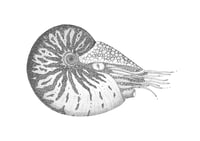 Nicholas the Nautilus