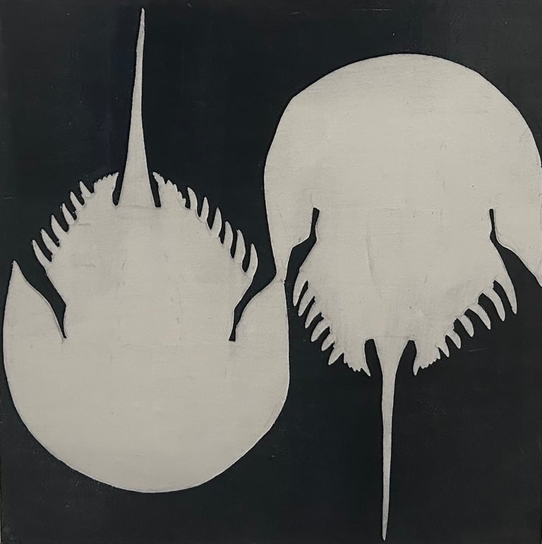 Atlantic Horseshoe Crab