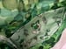 Image of Grass Cat Fanny Pack