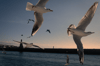 Les oiseaux du Bosphore