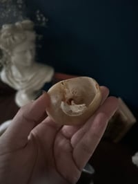 Image 5 of Petit coquillage trochus de cabinet de curiosité, 6cm de diamètre