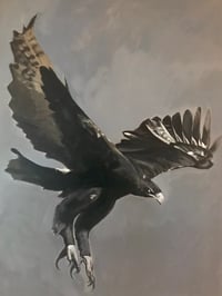 Image 2 of Black eagle (juvenile)