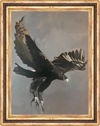 Image 1 of Black eagle (juvenile)