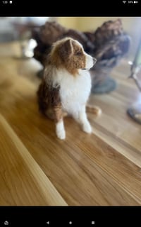 Image 1 of 6"Australian Shepherd