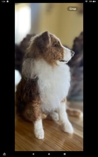 Image 4 of 6"Australian Shepherd
