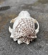 Arachne