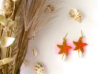 Image 4 of Starfish mandarine
