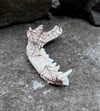 Arachne Jaw