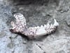 Arachne Jaw