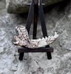 Arachne Jaw