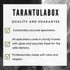 LARGE! Brazilian salmon pink tarantula Image 4