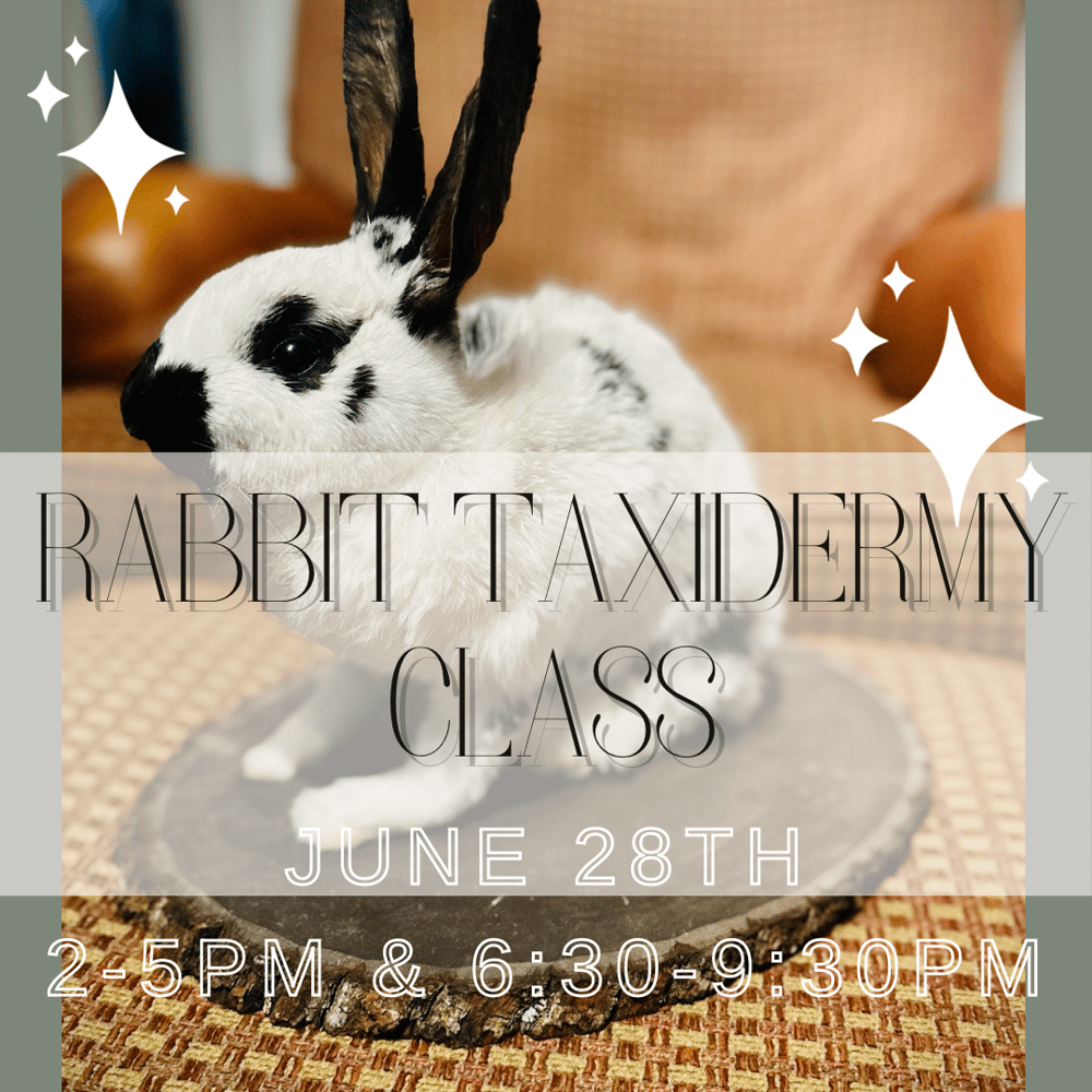 Image of Rabbit Taxidermy Class 