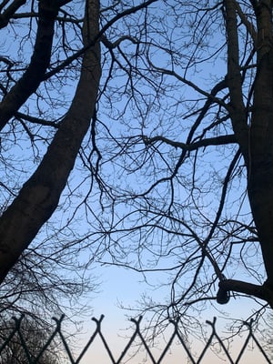 Image of "Skeleton Trees" recycled silver earrings 