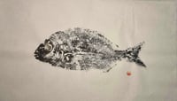 Image 1 of Sargo | Diplodus sargus - Original