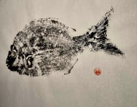 Image 2 of Sargo | Diplodus sargus - Original