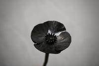 Image 1 of Forged Poppy