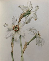 Image 7 of Vintage wild flower book