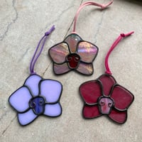 Image 1 of Phalaenopsis Orchids