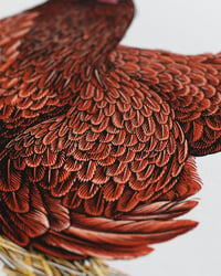 Image 3 of Rhode Island Red | 30x40 cm Giclée print