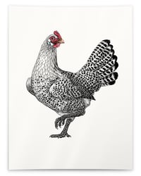 Image 1 of Groninger Meeuw | 30x40 cm Giclée print