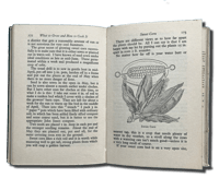 Image 3 of What To Grow & How To Cook It by William Blackley